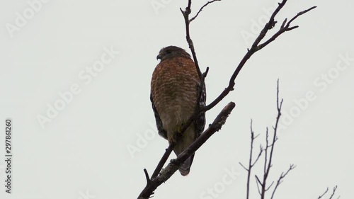 Red shouldered hawk perched on a large, barren branch in the pouring rain. Closeup shot. 10 sec/60 fps. Original speed. Clip 3 photo