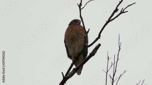 Red shouldered hawk perched on a large, barren branch in the pouring rain. Closeup shot. 25 sec/24 fps. 40% speed. Clip 1. photo