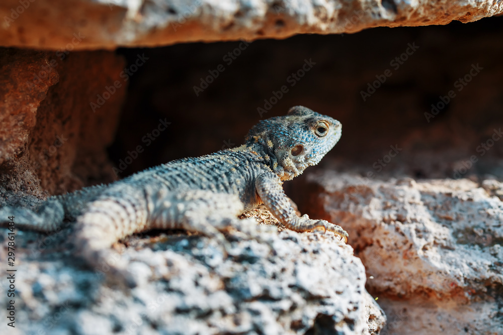 Stellion or agama-gardun is a species of agamidae lizards from the monotypic genus Stellagama.