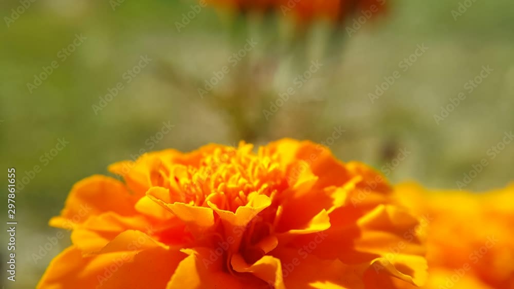 A bee stands on an orange flower and collects pollen with its trunk and flies away, close-up video. A bee stands on an orange flower and collects pollen with its trunk and flies away, close-up video.