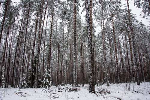 forest in winter