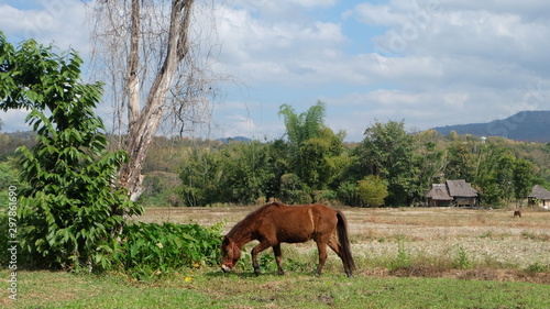  Brown horses walk and eat in the field