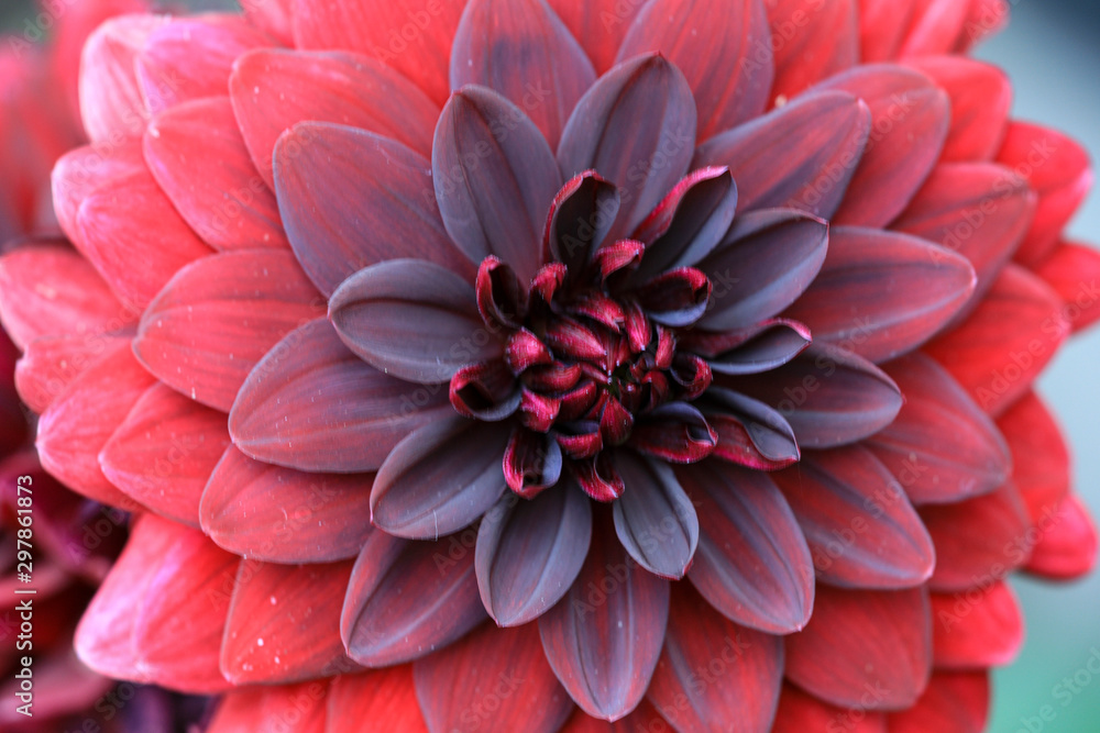 Dahlia Wallpaper Dahlia Wallpaper