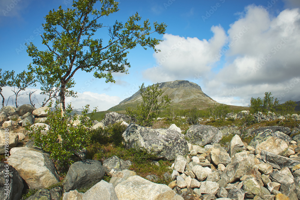 Idyllic mountain view at the Saanatunturi fell and rocks by a dwarf birch in Enontekio, Kilpisjarvi, Finnish Lapland, Finland.