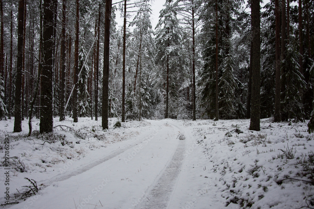 road in winter forest road in winter forest