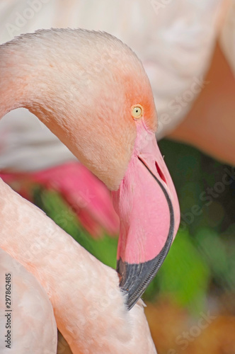 African Greater Flamingos