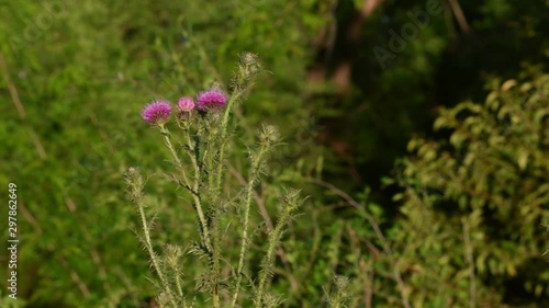 Milk thistle  (Silybum marianum) flowerheads moved by the breeze against a blurred green background. photo