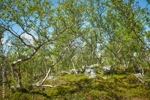 Green dwarf birches in Lapland, Finland photo