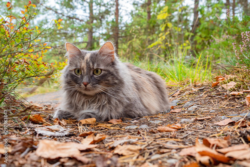Gray fluffy cat. Pets. Dome...