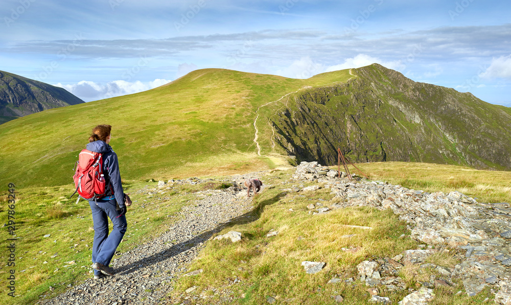 A closeup of a hiker and their dog walking along a mountain path towards the summit of Hopegill Head In the Lake District, England, UK.