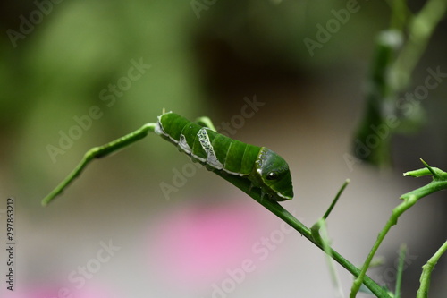 the wonderful world of caterpillar insects © константин константи