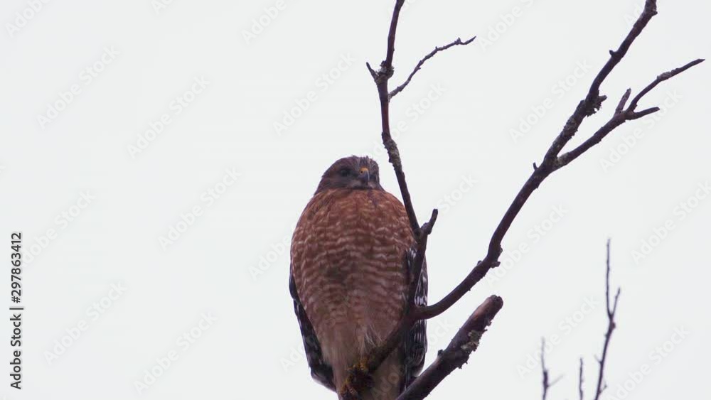 Red shouldered hawk perched on a large, barren branch in the pouring rain. Very close shot. 10 sec/60 fps. Original speed. Clip 5 Red shouldered hawk perched on a large, barren branch in the pouring rain. Very close shot. 10 sec/60 fps. Original speed. Clip 5