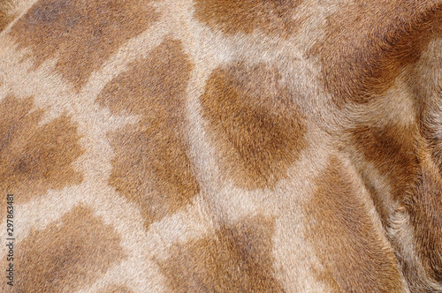 giraffe side close up