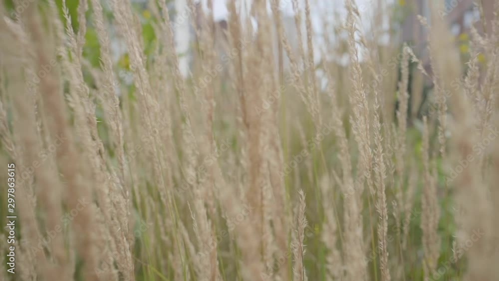 Floating through a patch of tall grass. Floating through a patch of tall grass.
