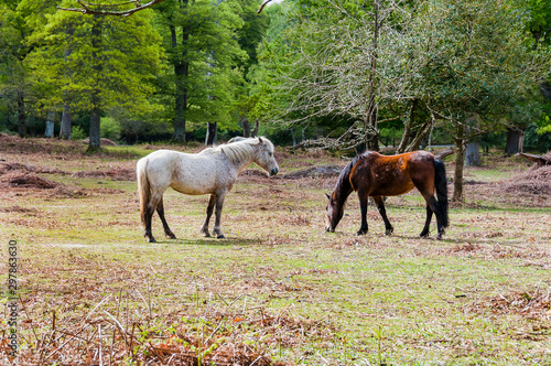 New Forest, Nationalpark, Wilde Pferde, Wanderweg, Frühling, England, Südengland