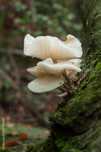 Group of white mushrooms on tree trunk in the forest