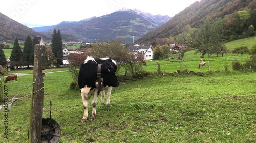 Cow on green pasture in Bilten, Switzerland photo