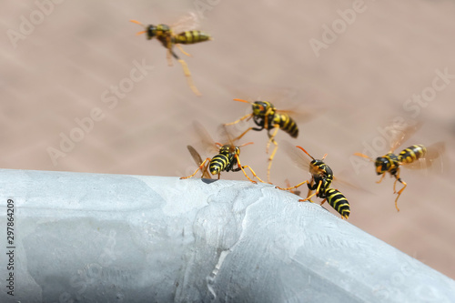 Feldwespen vor ihrem Schlupfloch, Polistes gallicus photo