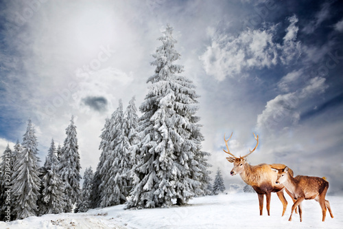 magical Christmas card with deer family, noble red deer and female in fairy tale winter landscape