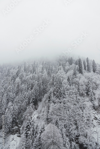Landscape view of snowy hills with pine trees. © ardasavasciogullari