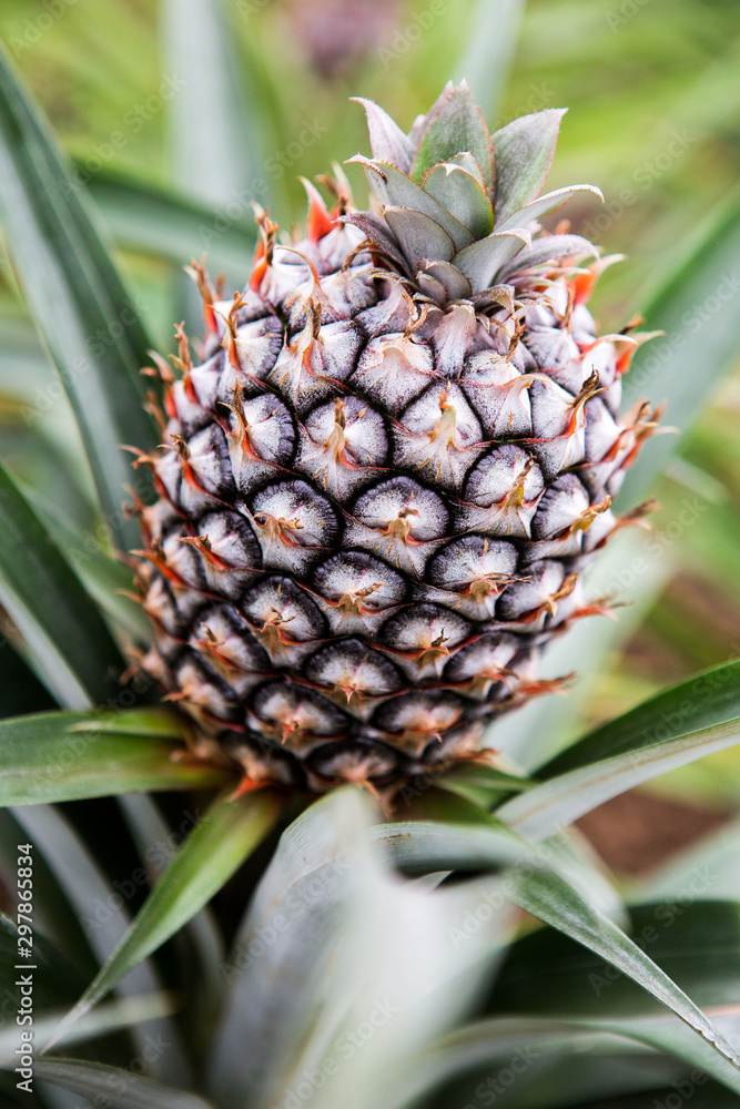 Single ripe pineapple growing in the field. Fresh pineaple fruit on bush with leaves Single ripe pineapple growing in the field. Fresh pineaple fruit on bush with leaves