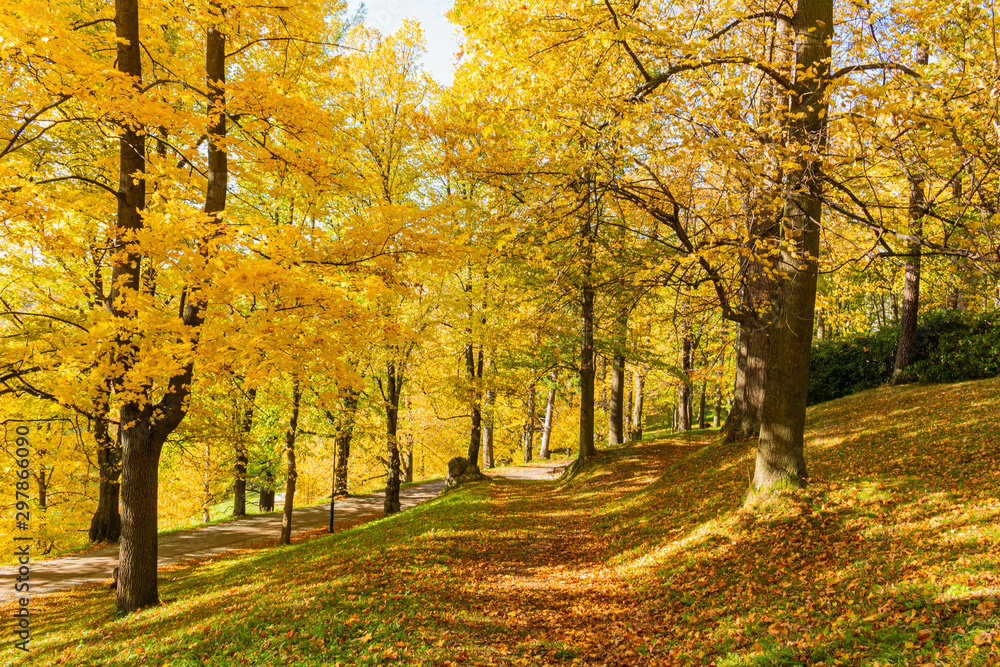 Autumn forest scenery with road of fall leaves & warm light illumining the gold foliage. Footpath in scene autumn forest nature. Vivid october day in colorful forest, maple autumn trees road fall way