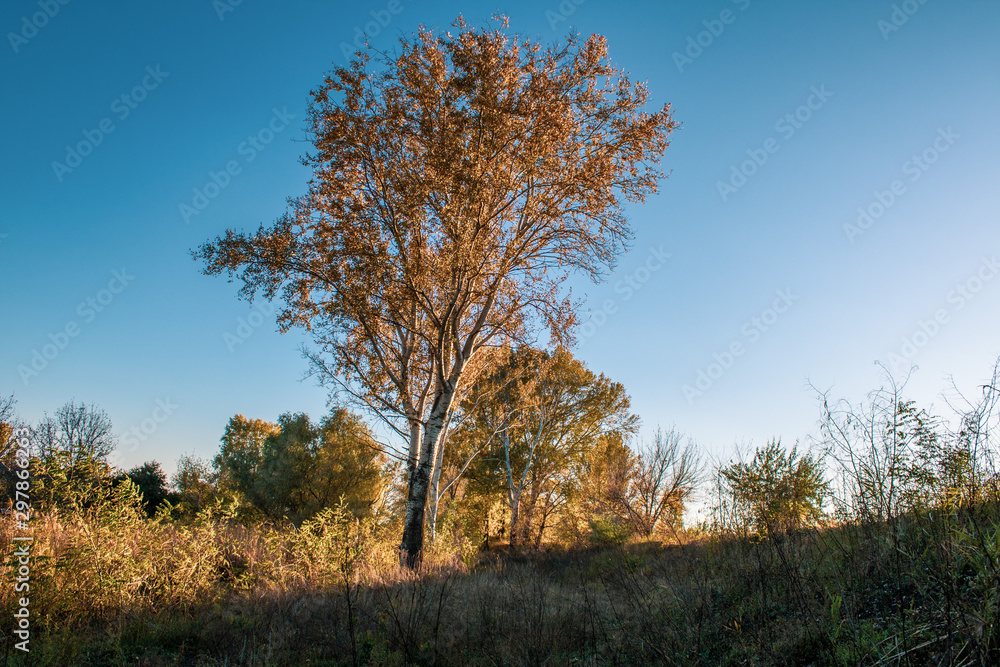 evening by autumn in steppe