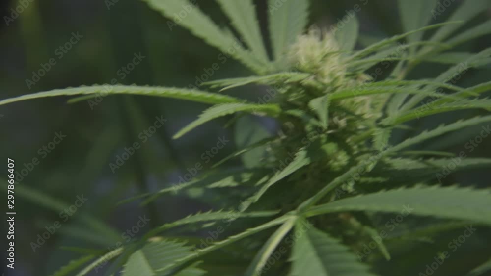 Cannabis Marijuana Hemp Weed Pot Grow Production Sativa Indica Plant Money Green Leafs Concentrate CBD Oil Wax Dab Smoke Drug Dispensary Dealer Illegal Legal medical Medicine Pharmaceutical High Cannabis Marijuana Hemp Weed Pot Grow Production Sativa Indica Plant Money Green Leafs Concentrate CBD Oil Wax Dab Smoke Drug Dispensary Dealer Illegal Legal medical Medicine Pharmaceutical High