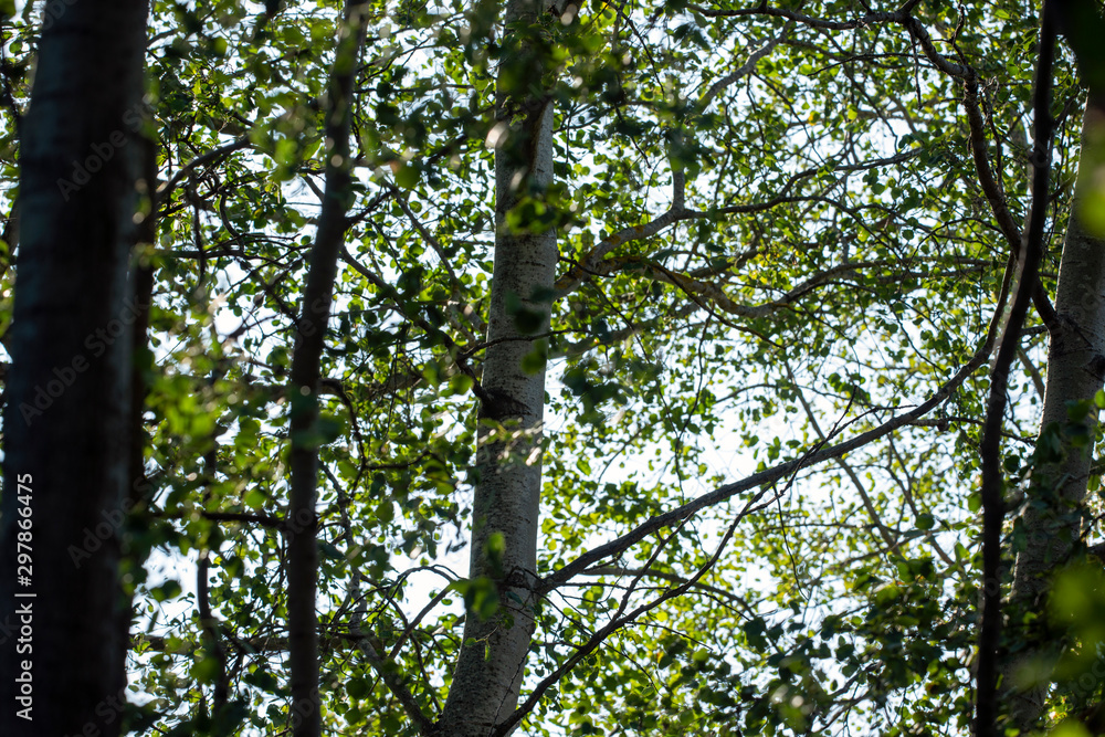 Fototapeta premium green forest and trees