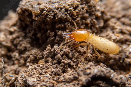 The small termite on decaying timber. The termite on the ground is searching for food to feed the larvae in the cavity.