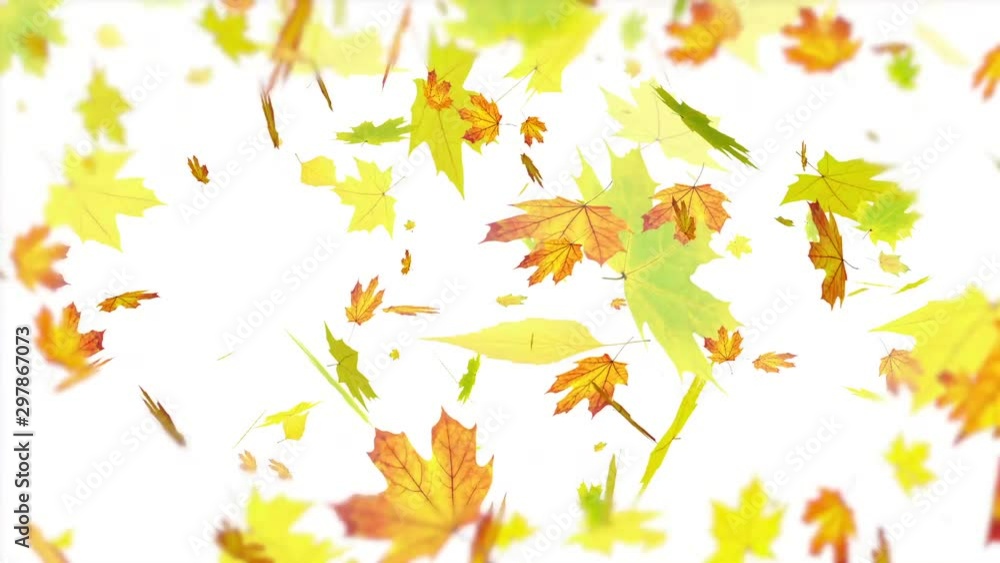Large yellow leaves falling through the sky Large yellow leaves falling through the sky