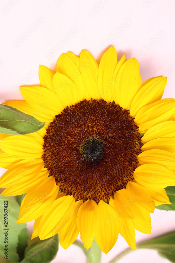 Obraz premium flor girasol amarillo 