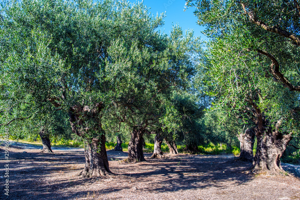 trees of olives, greece