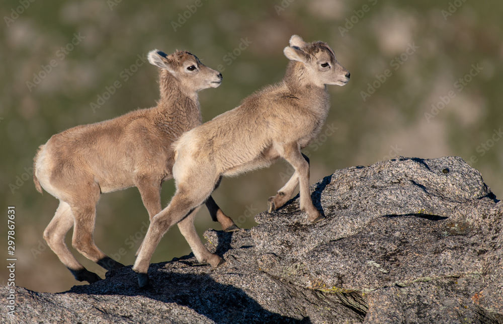 Adorable Baby Bighorn Sheep Racing on a Mountain Cliff Adorable Baby Bighorn Sheep Racing on a Mountain Cliff