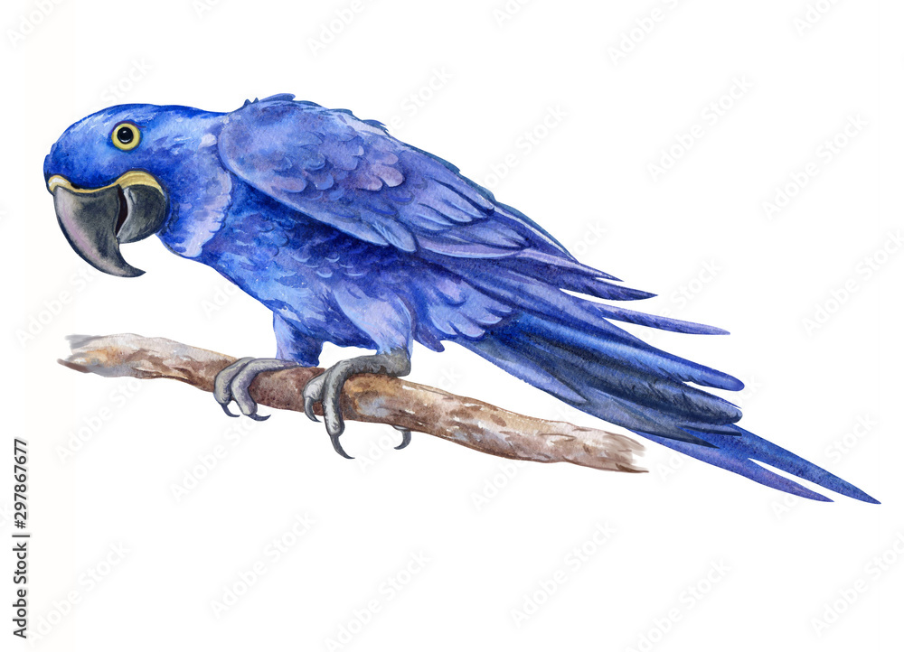 Obraz premium Hyacinth macaw parrot sitting on a branch isolated on white background. Realistic watercolor. Illustrated. Template. Clip art. Hand drawn. Hand painted