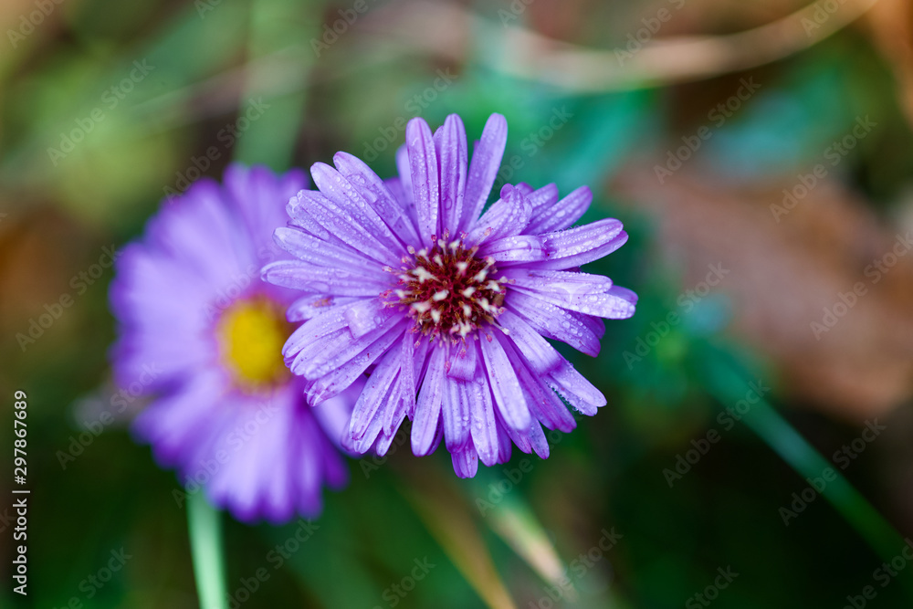 Obraz premium beautiful flowers this fall