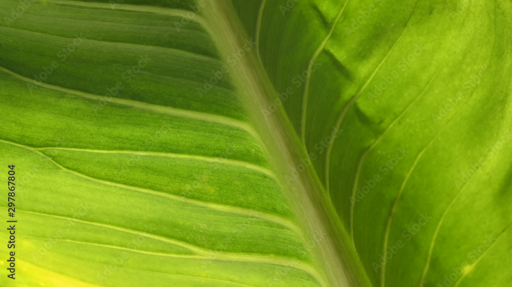 Leaf texture a green background. Leaf texture a green background.