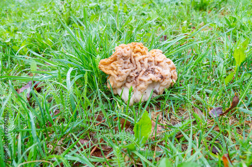 Mushrooms stitches and morels in the green grass in early spring