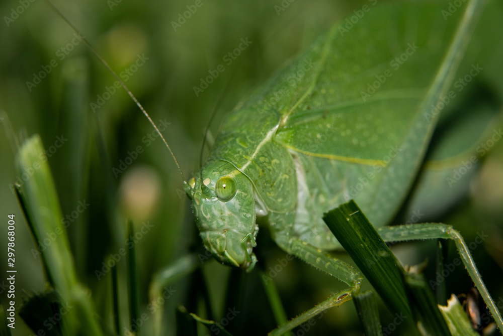 Broad-winged Katydid Close Up in the Grass Broad-winged Katydid Close Up in the Grass