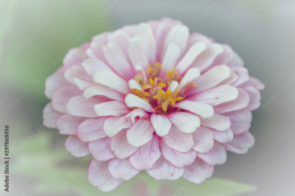 Bright beautiful garden flowers grow in the summer on the street Bright beautiful garden flowers grow in the summer on the street
