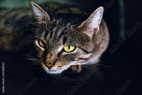 Taby Cat Lying On Sofa © Robert Petrovic