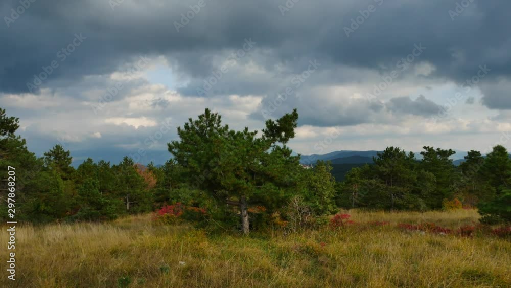 dramatic sky over the pine tree forest and grassfield in the front in autumn dramatic sky over the pine tree forest and grassfield in the front in autumn