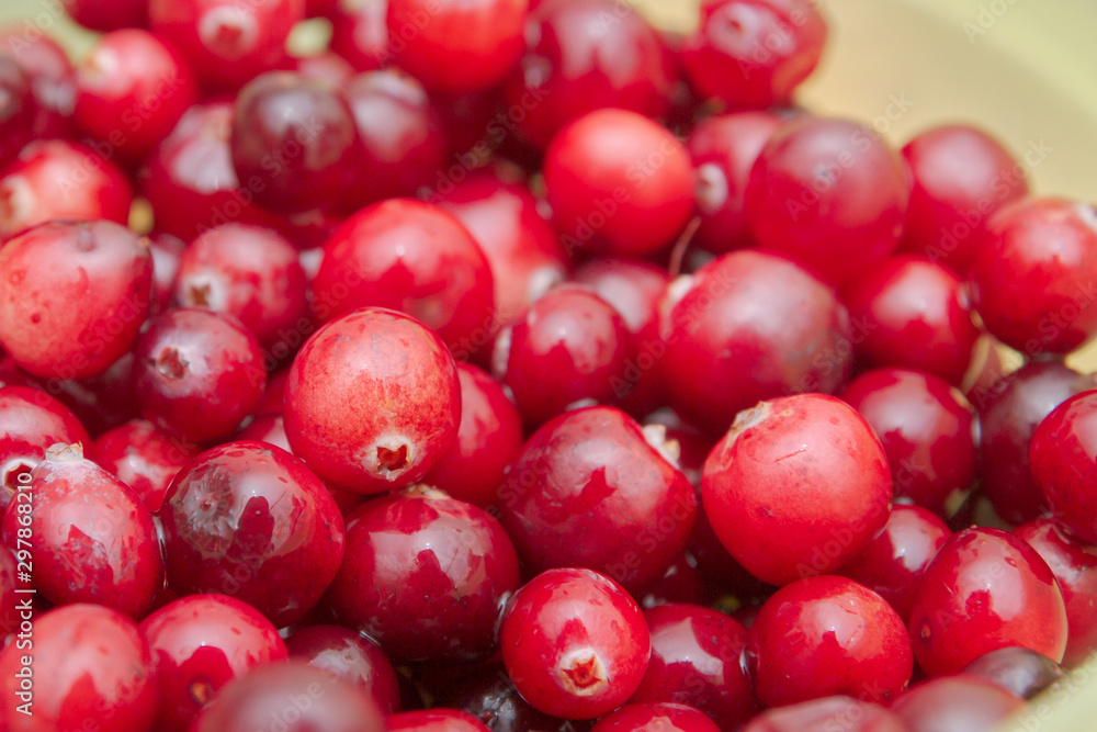 Ripe Red cranberries collected in the forest lies in the container Ripe Red cranberries collected in the forest lies in the container