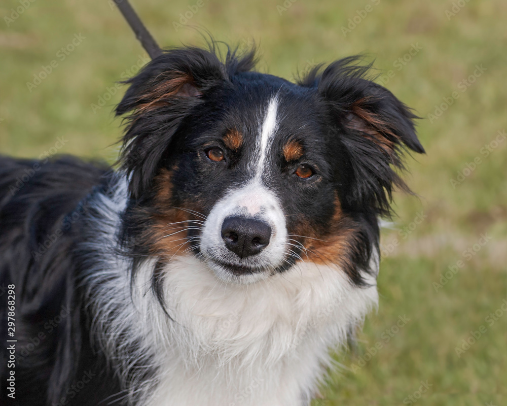 full face portrait of a classic tri-colored australian shepherd dog showing a sweet expression on a blurred grassy background