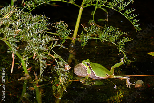 quakender, Europäischer Laubfrosch (Hyla arborea) - European tree frog