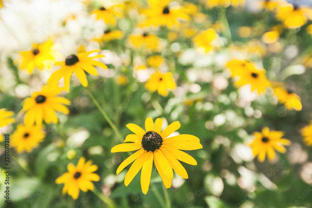 Fototapeta premium yellow summer flowers