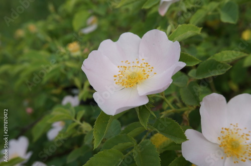 white flower in the garden