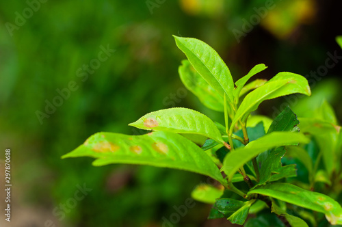 Harvesting tea leaves