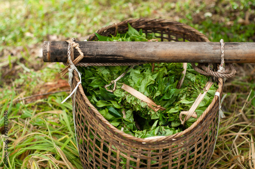 Tea leaves in basket