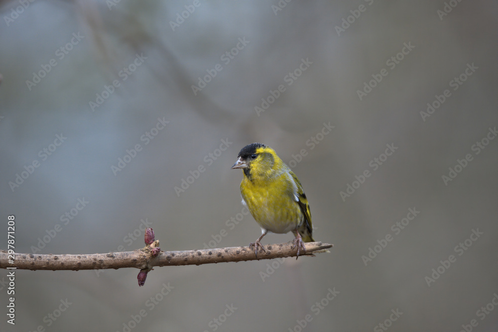 Eurasian siskin ,Carduelis spinus Eurasian siskin ,Carduelis spinus